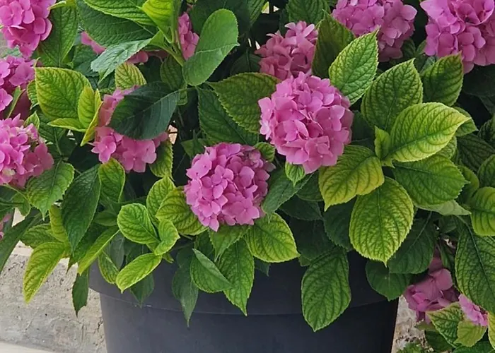 Ante 1 Hvar Center, Pool *