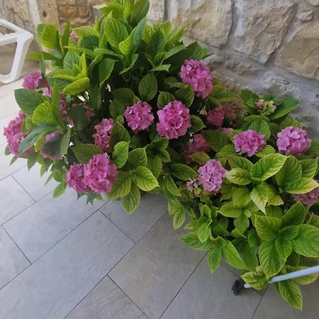 Ante 1 Hvar Center, Pool Appartamento