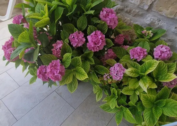 Ante 1 Hvar Center, Pool 아파트