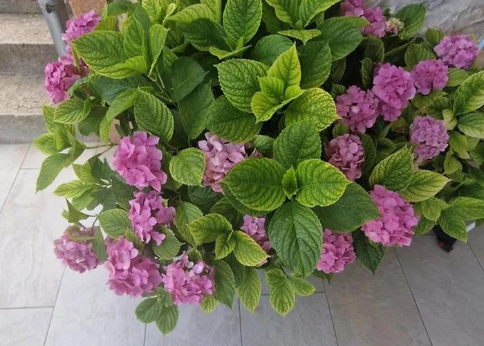 아파트 Ante 1 Hvar Center, Pool 흐바르